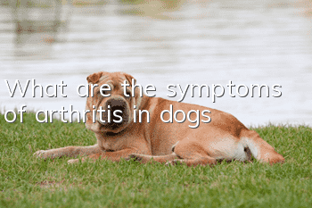 What are the symptoms of arthritis in dogs?