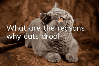 What are the reasons why cats drool?