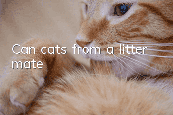 Can cats from a litter mate?