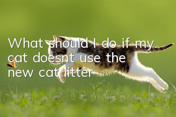 What should I do if my cat doesn’t use the new cat litter?