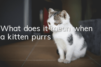 What does it mean when a kitten purrs?