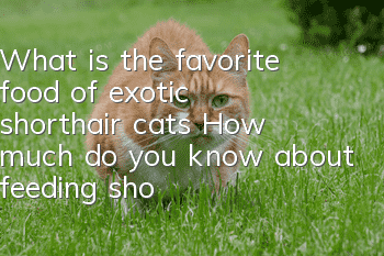 What is the favorite food of exotic shorthair cats? How much do you know about feeding shorthair cats?