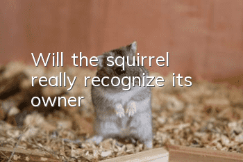 Will the squirrel really recognize its owner?