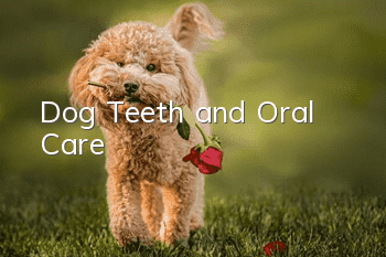 Dog Teeth and Oral Care