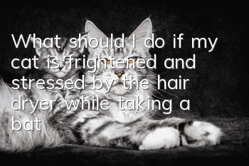 What should I do if my cat is frightened and stressed by the hair dryer while taking a bath?