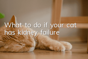 What to do if your cat has kidney failure?