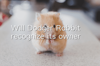 Will Dodger Rabbit recognize its owner?