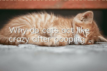 Why do cats act like crazy after pooping?