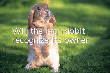 Will the big rabbit recognize its owner?