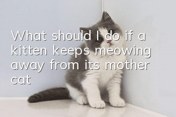 What should I do if a kitten keeps meowing away from its mother cat?