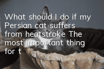 What should I do if my Persian cat suffers from heatstroke? The most important thing for the poop shoveler in summer!