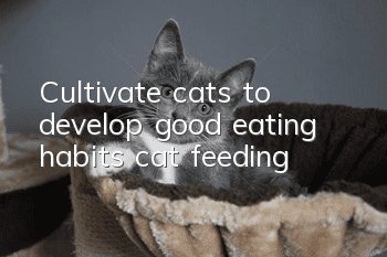 Cultivate cats to develop good eating habits, cat feeding!