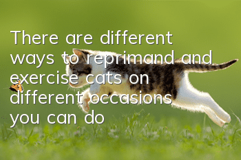 There are different ways to reprimand and exercise cats on different occasions, you can do better!