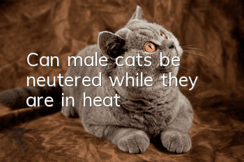 Can male cats be neutered while they are in heat?