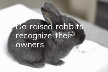 Do raised rabbits recognize their owners?