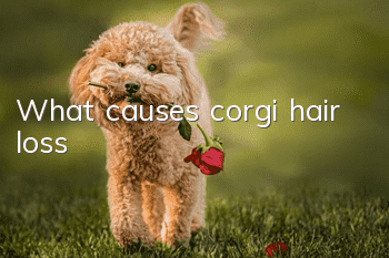 What causes corgi hair loss?