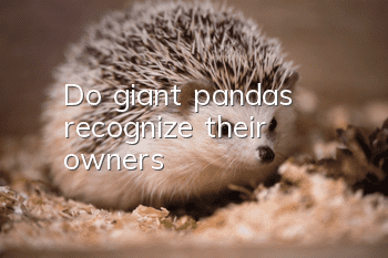 Do giant pandas recognize their owners?