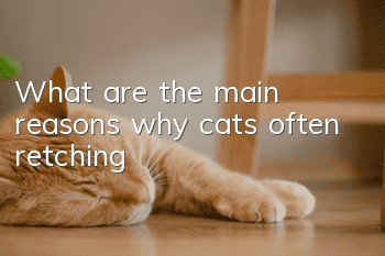 What are the main reasons why cats often retching?