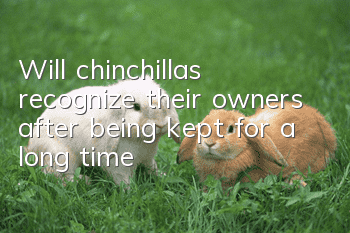 Will chinchillas recognize their owners after being kept for a long time?