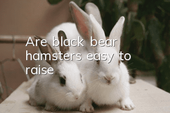 Are black bear hamsters easy to raise?
