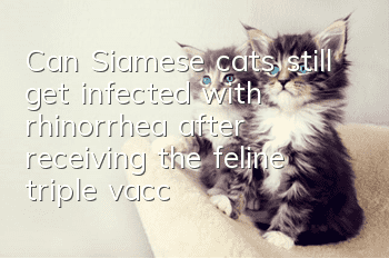 Can Siamese cats still get infected with rhinorrhea after receiving the feline triple vaccine?