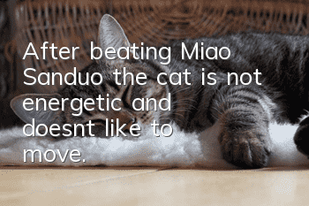 After beating Miao Sanduo, the cat is not energetic and doesn’t like to move.