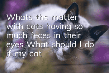 What's the matter with cats having so much feces in their eyes? What should I do if my cat has a lot of feces in his eyes?
