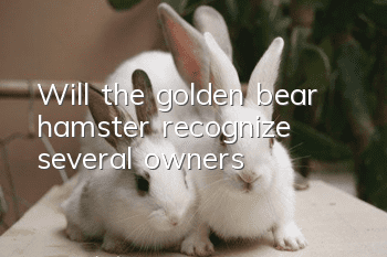 Will the golden bear hamster recognize several owners?