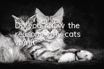 Do you know the reasons why cats vomit?