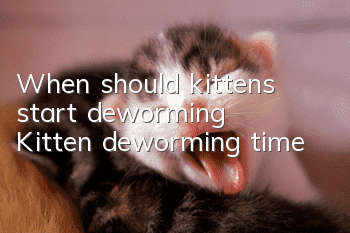 When should kittens start deworming? Kitten deworming time!
