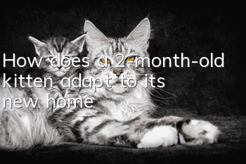 How does a 2-month-old kitten adapt to its new home?