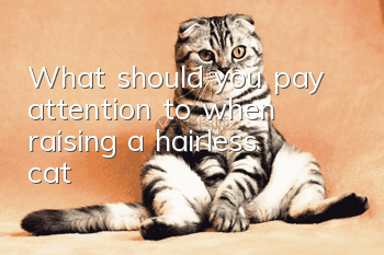 What should you pay attention to when raising a hairless cat?