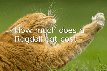 How much does a Ragdoll cat cost?