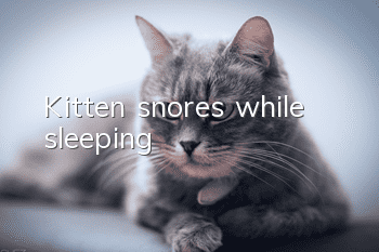 Kitten snores while sleeping