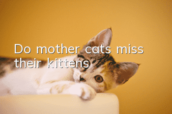 Do mother cats miss their kittens?