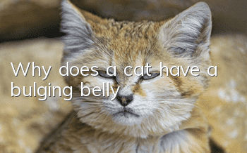Why does a cat have a bulging belly?