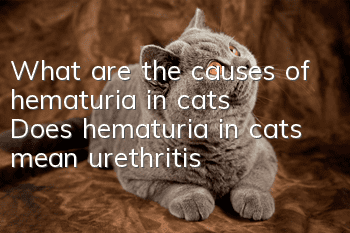 What are the causes of hematuria in cats? Does hematuria in cats mean urethritis?
