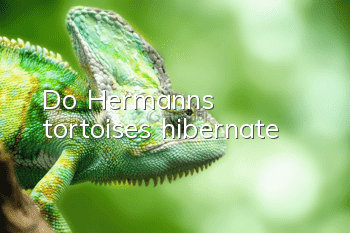 Do Hermann's tortoises hibernate?