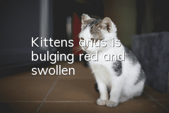 Kitten's anus is bulging, red and swollen