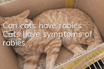 Can cats have rabies? Cats have symptoms of rabies!