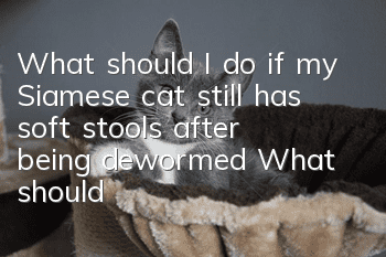 What should I do if my Siamese cat still has soft stools after being dewormed? What should I pay attention to when deworming Siamese cats?