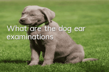 What are the dog ear examinations?