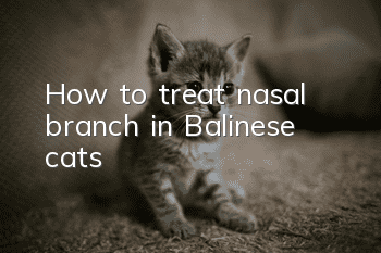 How to treat nasal branch in Balinese cats