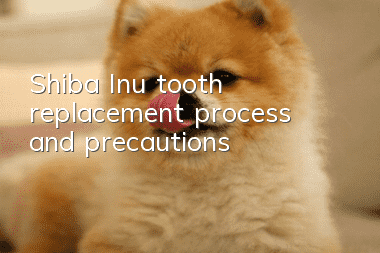Shiba Inu tooth replacement process and precautions