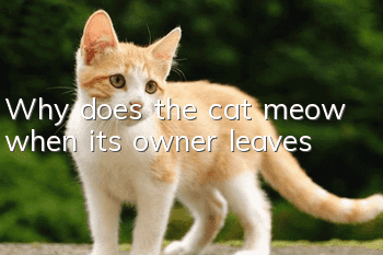 Why does the cat meow when its owner leaves?