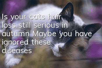Is your cat’s hair loss still serious in autumn? Maybe you have ignored these diseases?