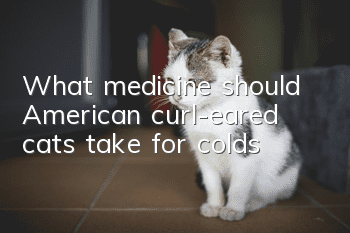 What medicine should American curl-eared cats take for colds?