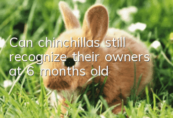 Can chinchillas still recognize their owners at 6 months old?