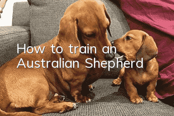 How to train an Australian Shepherd?