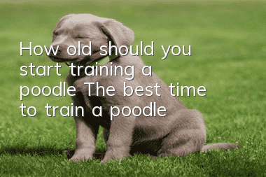 How old should you start training a poodle? The best time to train a poodle!
